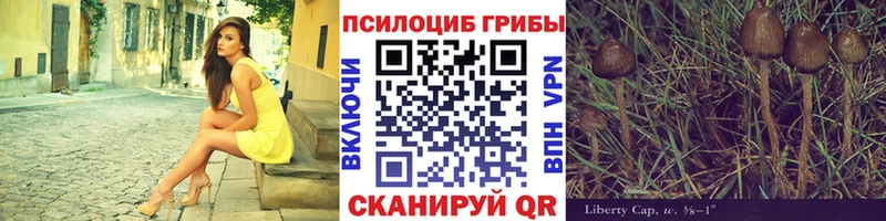 Псилоцибиновые грибы GOLDEN TEACHER  Купить закладки  Болотное 